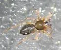 Tapinocyba cameroni