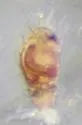 Tapinocyba cameroni - photo 2