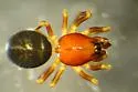 Tapinocyba simplex - photo 2