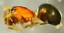 Tapinocyba simplex - photo 3