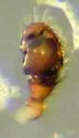 Tapinocyba simplex - photo 4