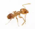 Tapinoma litorale - photo 3