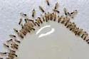 Ghost Ant