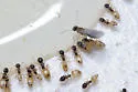 Ghost Ant - photo 2