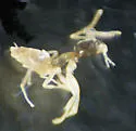 Ghost Ant - photo 4