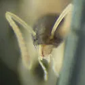 Ghost Ant - photo 5