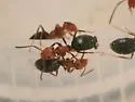Tapinoma schreiberi