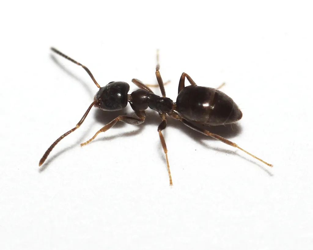 Odorous House Ant