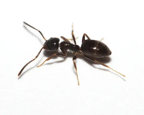 Odorous House Ant - photo 2