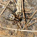 Tapinopa bilineata