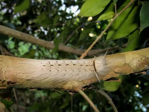 Tapuia sericea