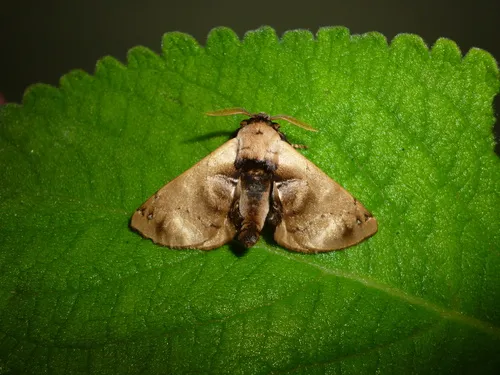 Tapuia sericea - photo 2