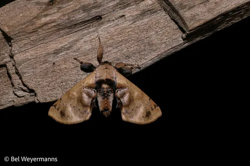 Tapuia sericea - photo 3