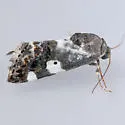Tarache abdominalis - Hodges#9138