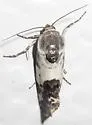 Tarache abdominalis - Hodges#9138 - photo 2