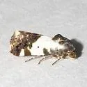 Tarache abdominalis - Hodges#9138 - photo 4