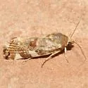 Tarache apela - Hodges#9133
