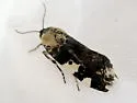 Exposed Bird Dropping Moth - Hodges#9136