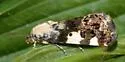 Exposed Bird Dropping Moth - Hodges#9136 - photo 3