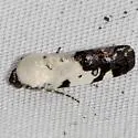 Exposed Bird Dropping Moth - Hodges#9136 - photo 4
