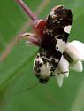 Exposed Bird Dropping Moth - Hodges#9136 - photo 5