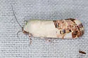 Tarache areli - Hodges#9159 - photo 5
