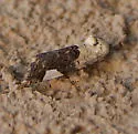 Tarache areloides - Hodges#9158