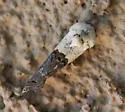 Tarache areloides - Hodges#9158 - photo 2