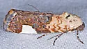 Tarache areloides - Hodges#9158 - photo 4