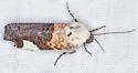 Tarache areloides - Hodges#9158 - photo 5