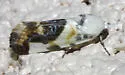 Tarache arida - Hodges#9150