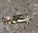 Narrow-winged Midget - Hodges#9111