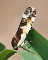 Narrow-winged Midget - Hodges#9111 - photo 3