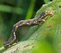 Delightful Bird Dropping Moth - Hodges#9146 - Tarache delecta