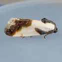 Delightful Bird Dropping Moth - Hodges#9146 - photo 2