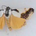 Delightful Bird Dropping Moth - Hodges#9146 - photo 3