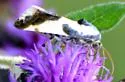 Delightful Bird Dropping Moth - Hodges#9146 - photo 4