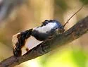 Delightful Bird Dropping Moth - Hodges#9146 - photo 5