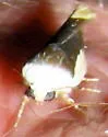 Tarache expolita - Hodges#9149
