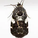 Tarache flavipennis - Hodges#9140 - Tarache flavipennis