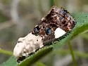 Tarache geminocula - Hodges#9159.2 - photo 2