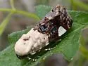 Tarache geminocula - Hodges#9159.2 - photo 3