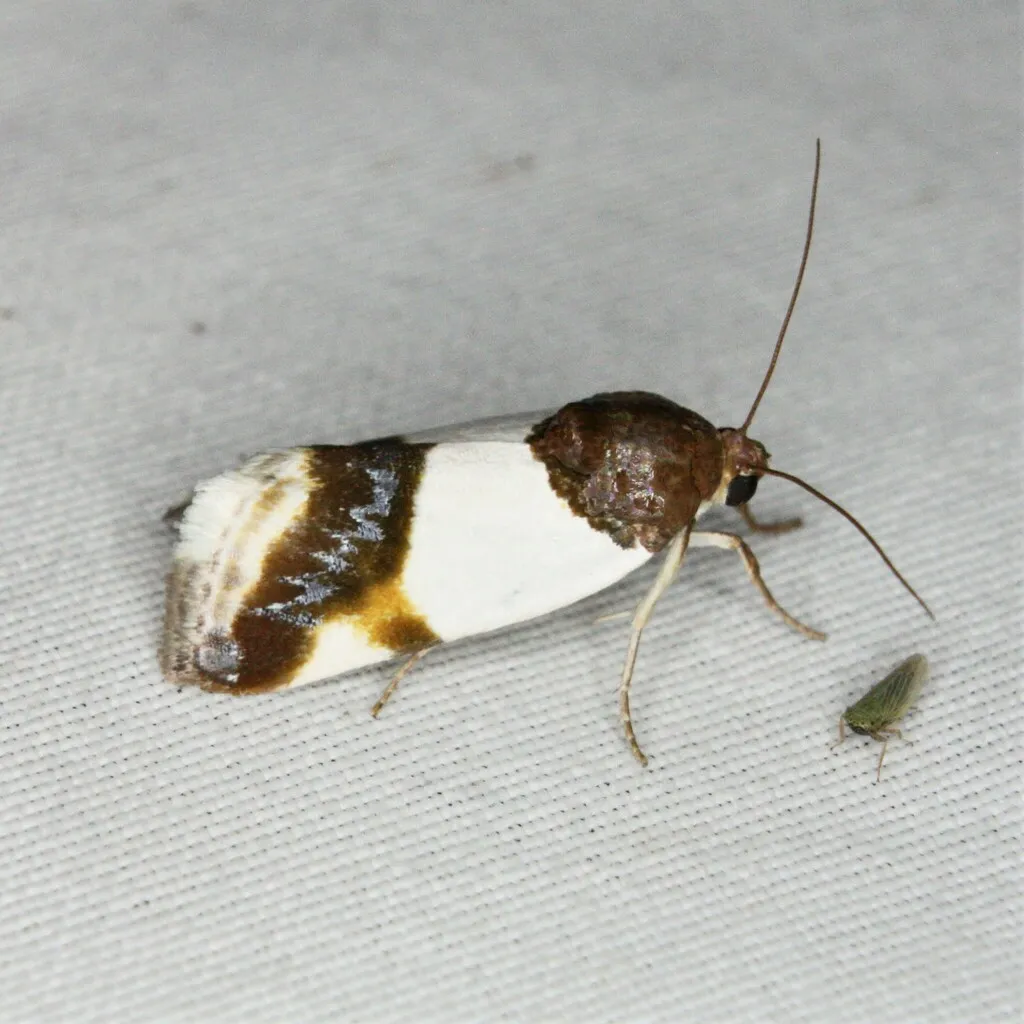 Milky-winged Bird-Dropping Moth - Hodges#9137 - photo 2