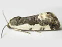 Tarache major - Hodges#9152 - Tarache major