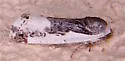Tarache major - Hodges#9152 - photo 3