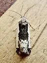 Tarache major - Hodges#9152 - photo 4
