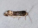 Tarache major - Hodges#9152 - photo 5