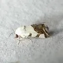 Tarache quadriplaga - Hodges#9142 - photo 2