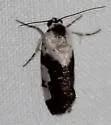Tarache quadriplaga - Hodges#9142 - photo 3