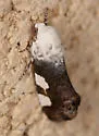 Tarache quadriplaga - Hodges#9142 - photo 4